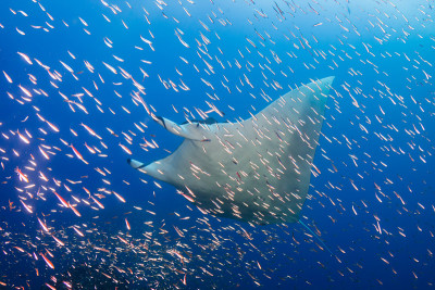 大型雌性海洋蝠鲼(Manta birostris)游过珊瑚礁上的热带鱼(Koh Bon, Simil
