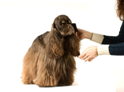 美国可卡犬肖像
