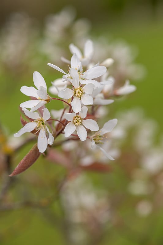 光滑的服务浆果(amelanchier laevis)花