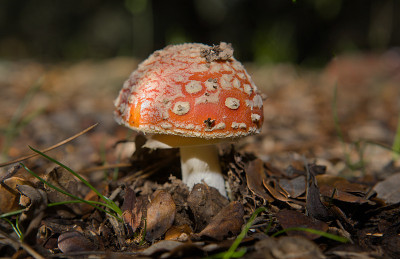 鹅膏森林