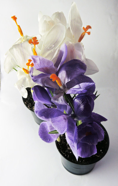 番红花
