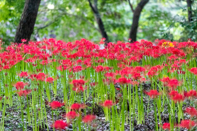秋园草，村上春树绿色公园，千叶县八代市，日本