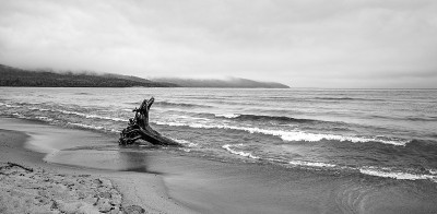 黑白海滩与浮木