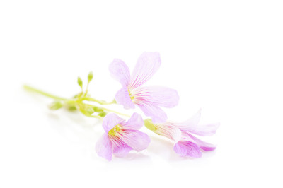 白色背景上的粉色铃铛花