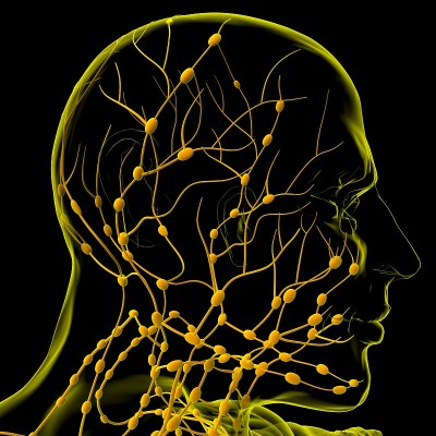人体淋巴结解剖用于医学概念3D渲染