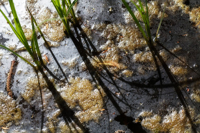 沟水草