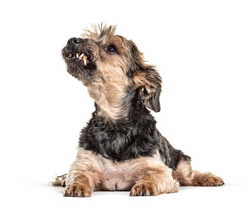 脾气暴躁的躺着的约克郡犬抬头看他的牙齿