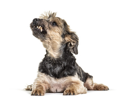 脾气暴躁的躺着的约克郡犬抬头看他的牙齿