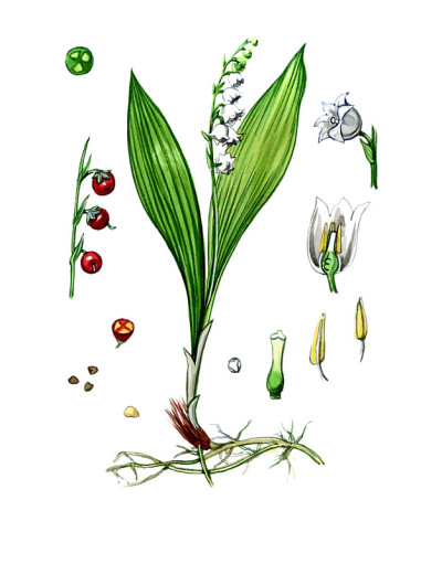 植物学