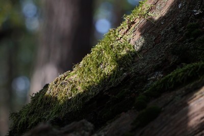 东德枯树上的苔藓