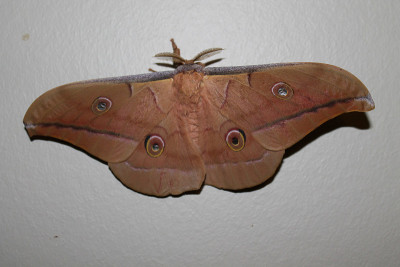 antheraea pernyi silkmoth