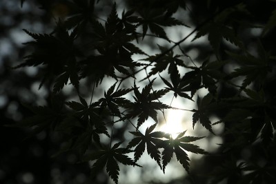 新鲜的绿枫叶