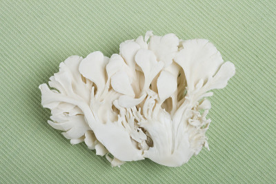 舞茸蘑菇