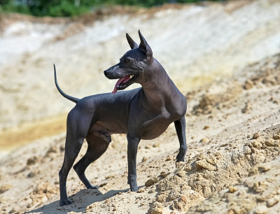 强壮的雄性Xoloitzcuintle(墨西哥无毛狗)站在黄色沙丘的背景下