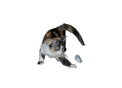 顽皮可爱的宠物淘气的小猫
