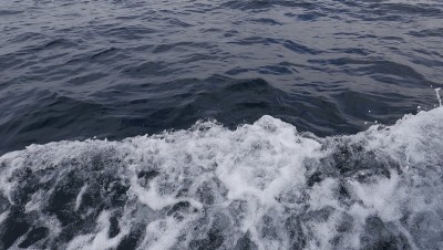 加州沿岸水域格局