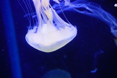 水母