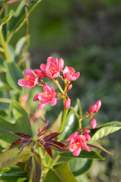 麻风树花