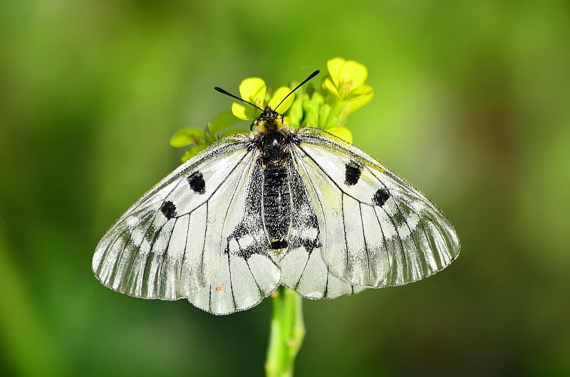 云雾中的阿波罗(Parnassius mnemosyne)