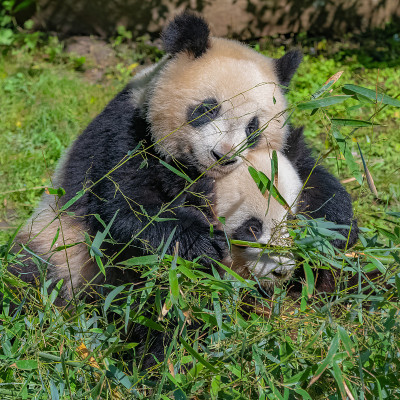 大熊猫，熊熊猫