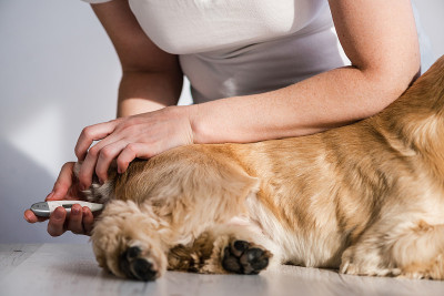测量可卡犬的直肠健康状况