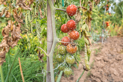 用杀虫剂、除草剂和杀虫剂喷洒西红柿