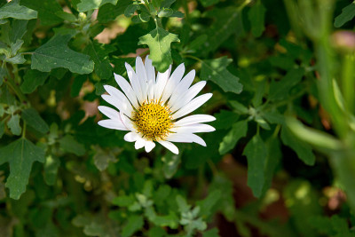 雏菊花