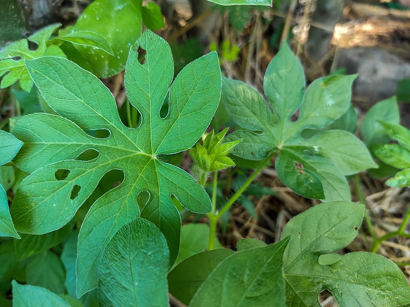 虎爪牵牛花