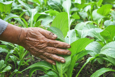 园丁手捧新鲜的广东生菜