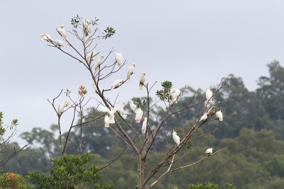 硫冠凤头鹦鹉(凤头凤头鹦鹉)，澳大利亚昆士兰