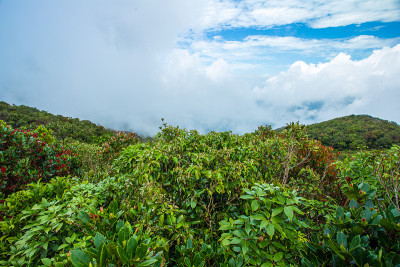 山峰在热带雨林中，最多云
