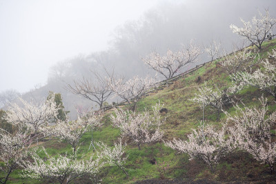洋李;花