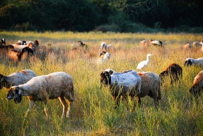 Bagula and Sheep in the farm at Morning, Kutch Guj
