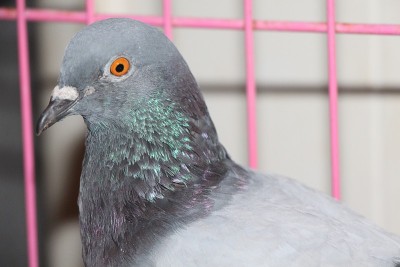 鸽子