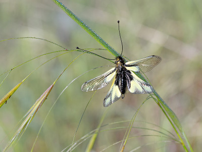 Owlfly。Libelloides coccajus。注意联合天线。