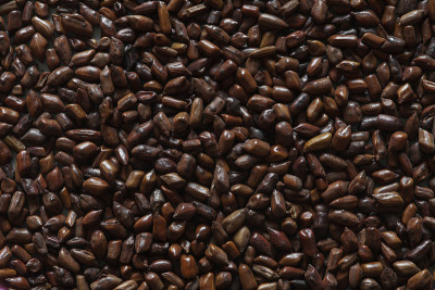 桂皮托bean