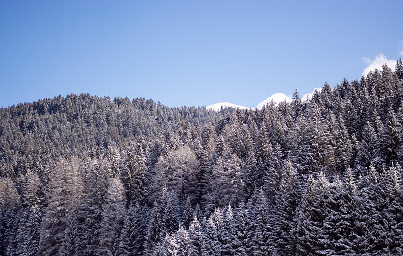 山上森林里的雪