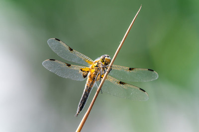四斑点蜻蜓(Libellula quadrimaculata)在草的叶片上，很好的特写和细节。