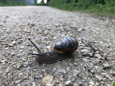 泥土路上漂亮的蜗牛