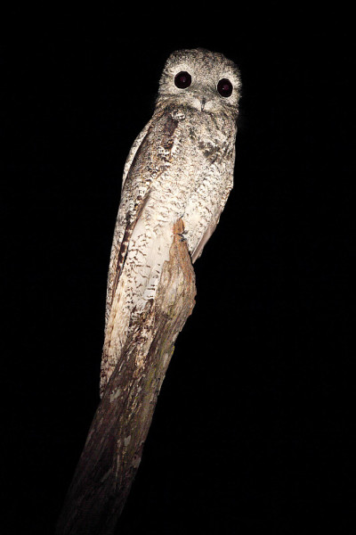 常见的Potoo, Nyctibius griseus，夜间飞行的热带鸟类，夜间动作场景，动物在黑暗
