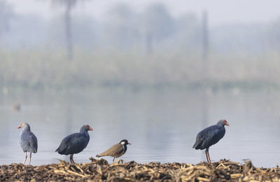 灰色头发swamphen