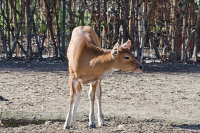 Banteng