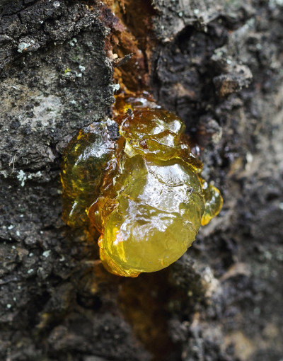 详细照片的黄色树脂树的背景