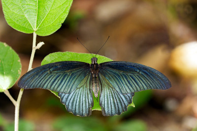 绿叶上的大摩门蝴蝶(雄性)。昆虫的动物。(Papilio mennon agenor Linnaeu