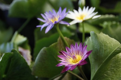 莲花