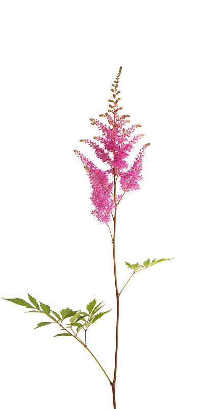 astilbe鲜花孤立