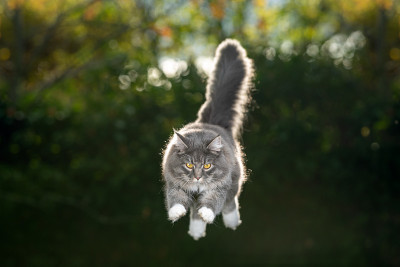 会飞的猫