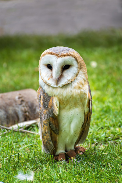 谷仓猫头鹰(Tyto alba)在绿色草地â特写肖像
