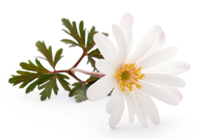 银莲花，白色或希腊风花