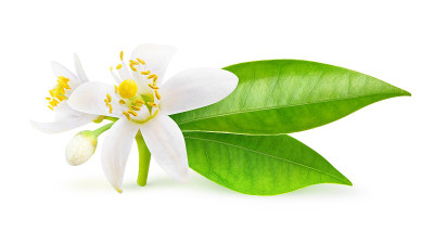 孤立的橙花